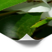 チェロキー族のバラのマクロ ポスター (コーナー)