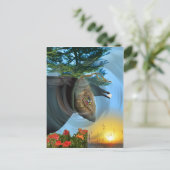 チェロキーChrysalis ポストカード (スタンド正面)