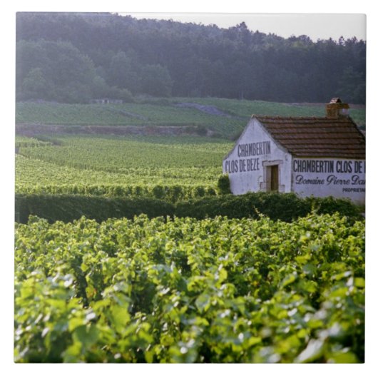 チェンバーティンクロデベズグランドクリュのブドウ畑 タイル (正面)