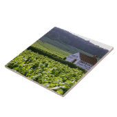 チェンバーティンクロデベズグランドクリュのブドウ畑 タイル (側面)