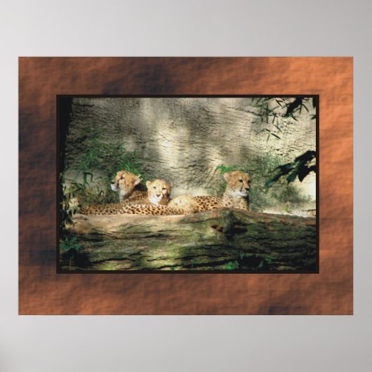 チェータ ポスター (正面)