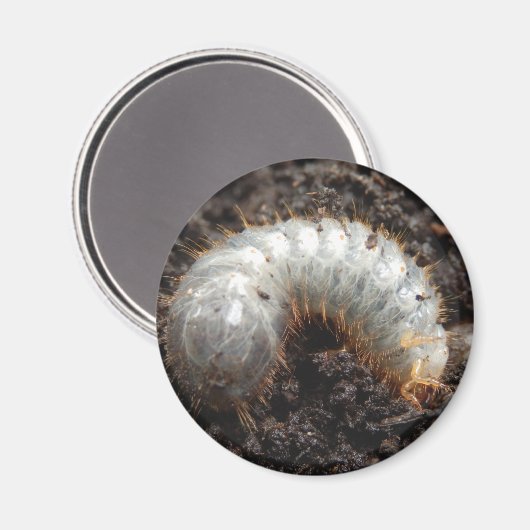 チェーファー幼虫磁石 マグネット (正面/裏面)