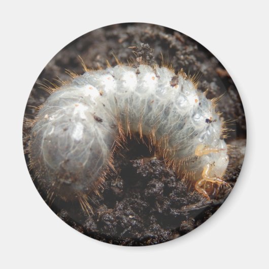 チェーファー幼虫磁石 マグネット (正面)