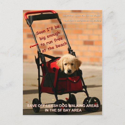 チェ救ーク外の犬歩く下院議員ペロシ！ ポストカード (正面)