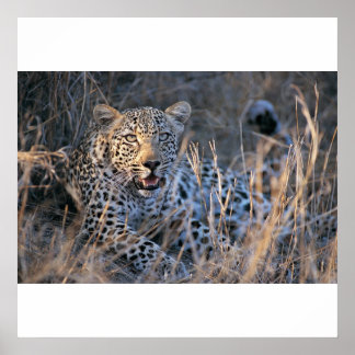 チエリラックスタ ポスター