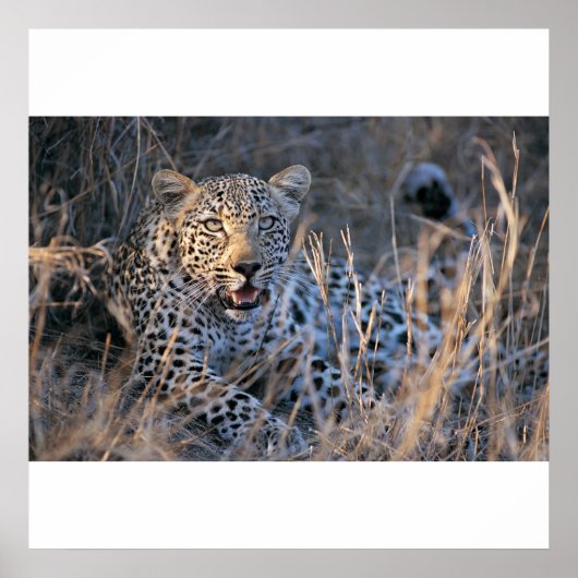 チエリラックスタ ポスター (正面)