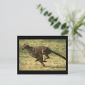 チエ走タ ポストカード (スタンド正面)