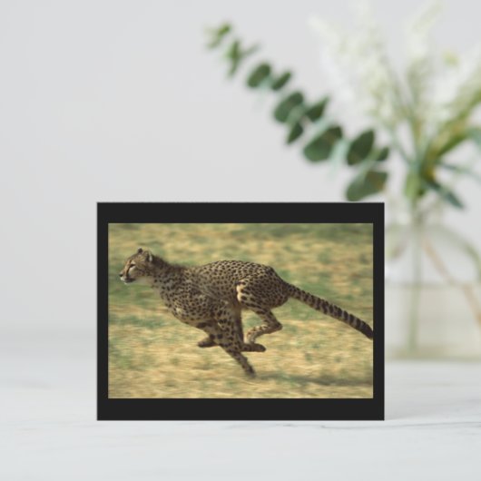 チエ走タ ポストカード (スタンド正面)