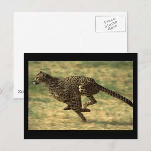 チエ走タ ポストカード (正面/裏面)