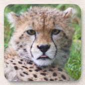 チエ間抜けタカブスクエア コースター (正面)