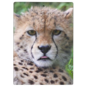 チエ間抜けタカブ クリップボード (裏面)