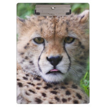 チエ間抜けタカブ