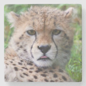 チエ間抜けタカブ ストーンコースター (正面)