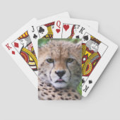 チエ間抜けタカブ トランプ (裏面)