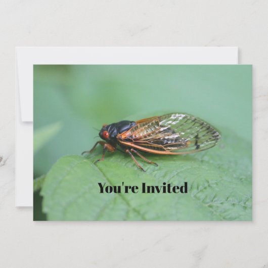 チカダ写真誕生日 招待状 (正面)