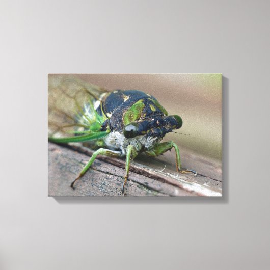 チカダ キャンバスプリント (正面)