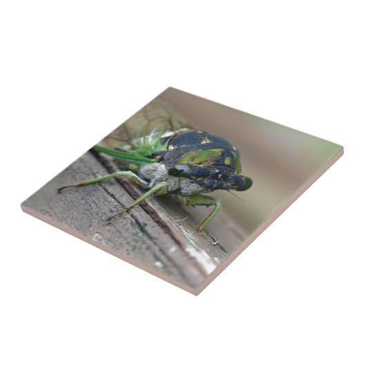 チカダ タイル (側面)