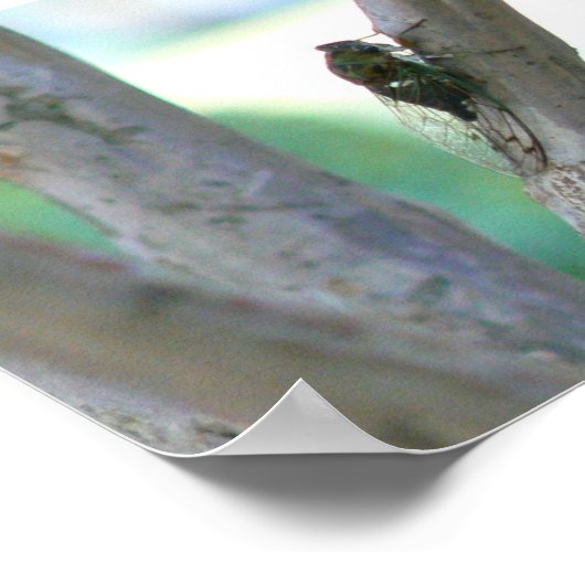 チカダ ポスター (角)