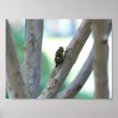 チカダ ポスター (正面)