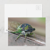 チカダ ポストカード (正面/裏面)