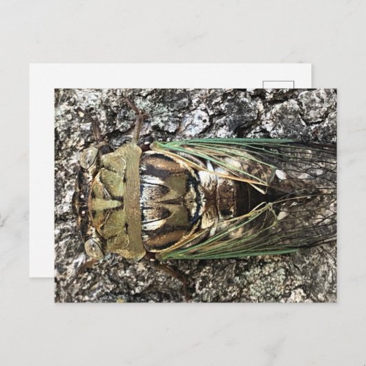 チカダ ポストカード (正面/裏面)