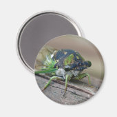 チカダ マグネット (正面/裏面)