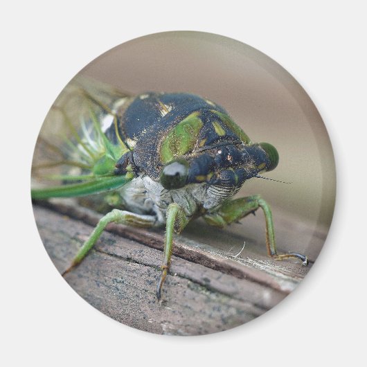 チカダ マグネット (正面)