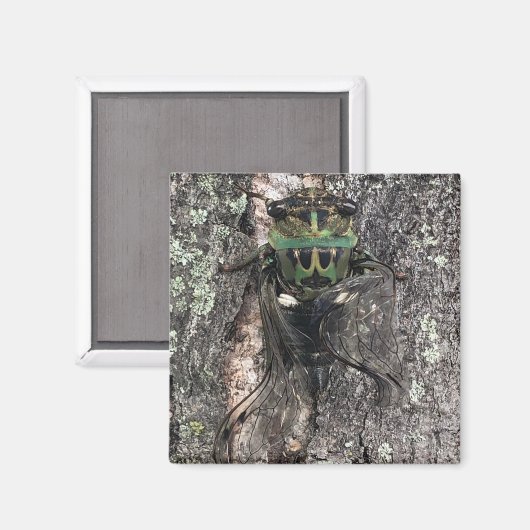 チカダ マグネット (正面/裏面)