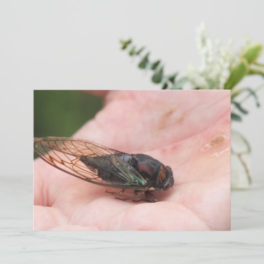 チカダ 招待状 (スタンド正面)