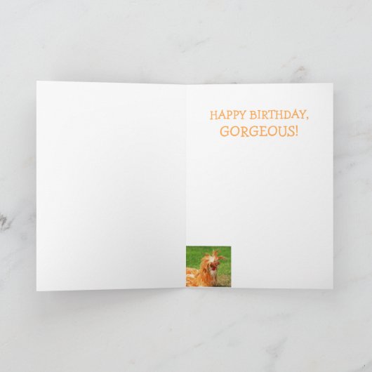 チキンおもしろいスタイリッシュ誕生日 カード (内部)