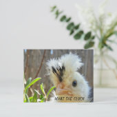 チキンおもしろいハガキ ポストカード (スタンド正面)