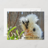 チキンおもしろいハガキ ポストカード (正面/裏面)