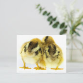 チキンお尻 ポストカード (スタンド正面)