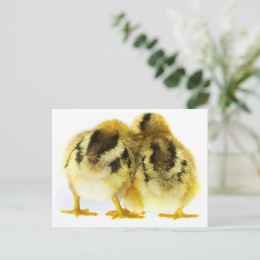 チキンお尻 ポストカード (スタンド正面)