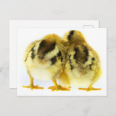 チキンお尻 ポストカード (正面/裏面)