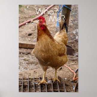チキンって誰だ？ポスター ポスター
