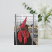 チキンの凝視 ポストカード (スタンド正面)