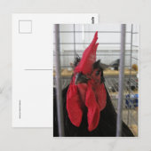 チキンの凝視 ポストカード (正面/裏面)