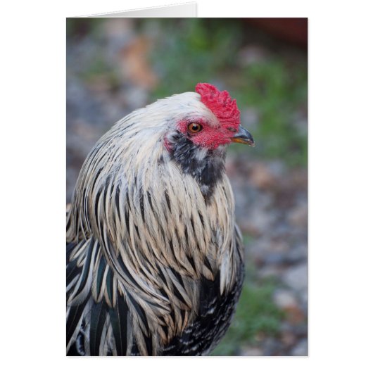 チキンアップ近くで個人的に! (正面)