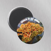 チキンオブザウッズ植物学