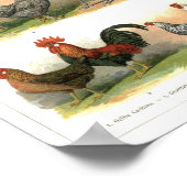 チキンズロターズブリーズイラストレーション ポスター (角)