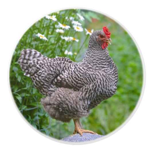 チキンセラミックノブ セラミックノブ (正面)