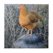 チキンタイル タイル (正面)