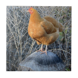 チキンタイル タイル