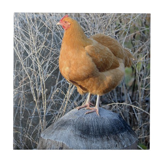 チキンタイル タイル (正面)