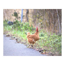 チキンバイザロードポスター