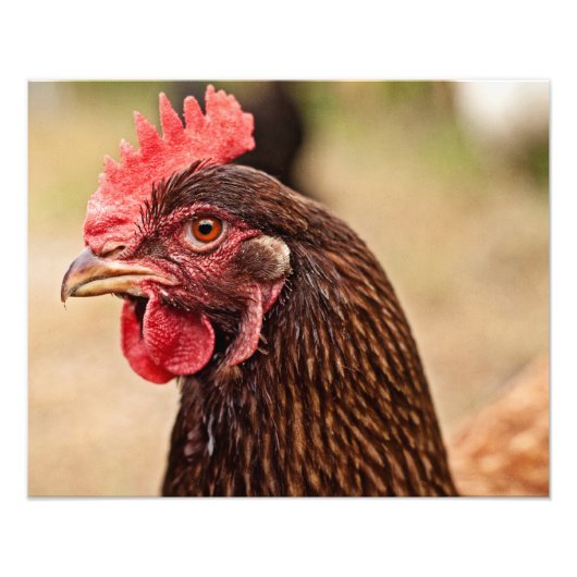 チキンヘッド！ フォトプリント            (正面)