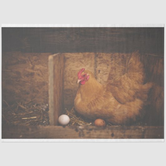 チキンヘンエッグファームデカップージティッシュペーパー 薄葉紙 (正面)