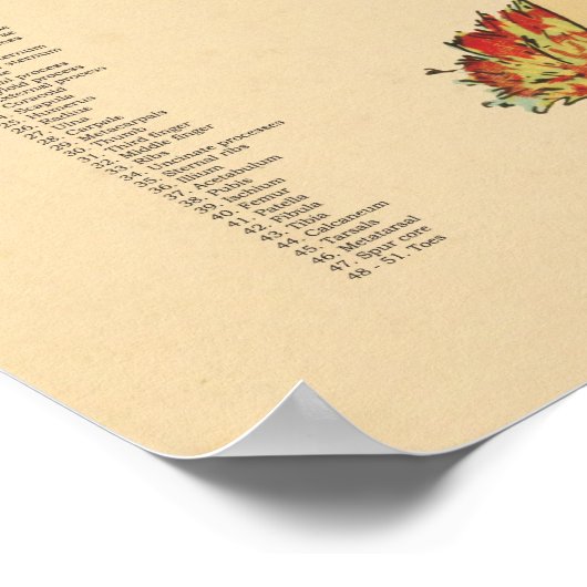 チキンヘン骨格解剖図の獣医学 ポスター (角)