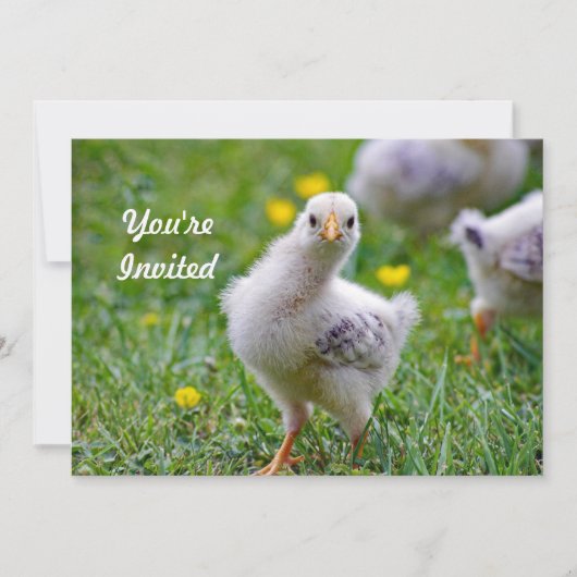 チキンベビーチヨコ写真誕生日 招待状 (正面)